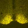 VGF-peptidi in neuroni dell&rsquo;ipotalamo
