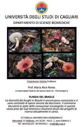 funghi brasile