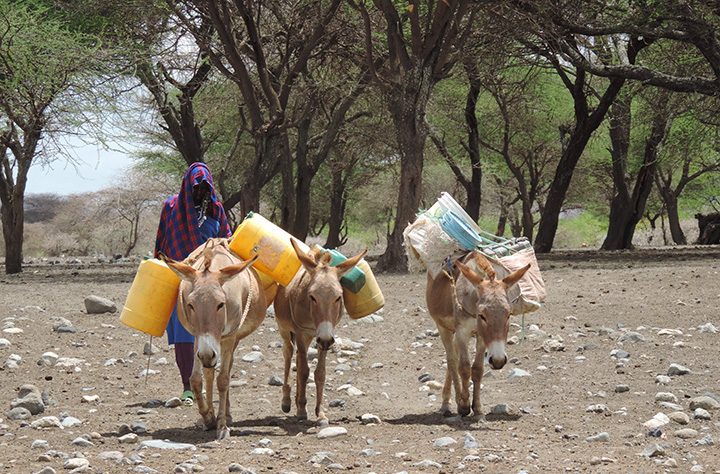 paesaggio africano della Rift Valley (Etiopia, Kenia, Tanzania)