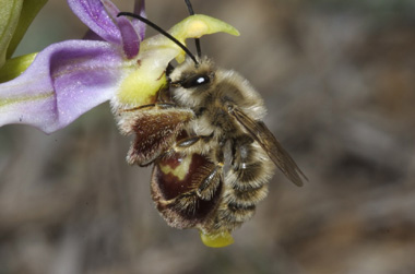 Impollinatore sul fiore di orchidea della Sardegna (foto Vereecken)