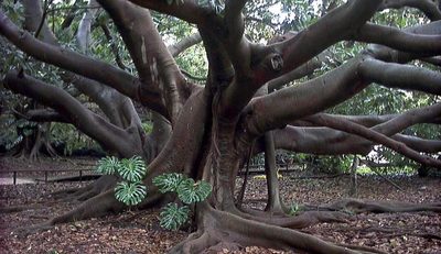 L'Orto Botanico