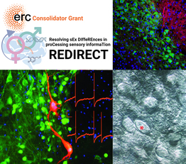 Neuroni, cellule cerebrali e molecole in immagini elaborate ad altissima definizione