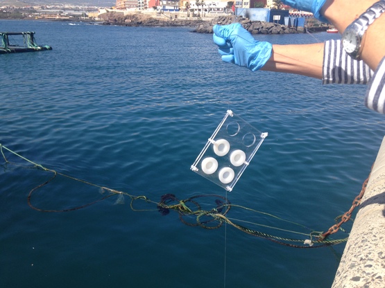 Posa in mare dei Diffusive Gradient in Thin Films (DGTs) a cura dei ricercatori del Monitool Project (foto: monitoolproject.eu)