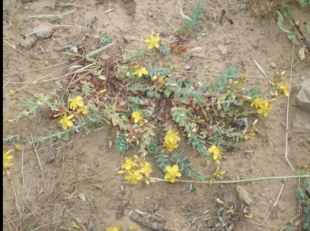 Un esemplare di Hypericum