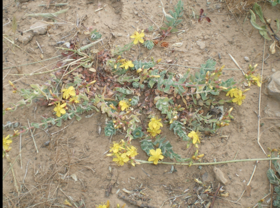 Un esemplare di Hypericum scruglii