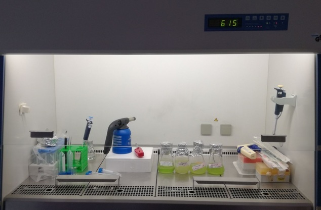 Ceppi algali made in Sardinia isolati nei laboratori del Cinsa in via San Giorgio