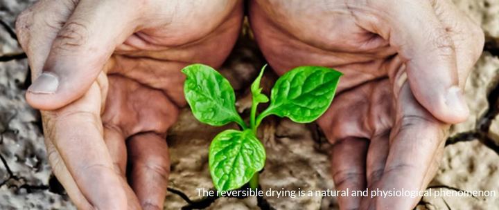 DRYNET: The reversible drying is a natural and physiological phenomenon