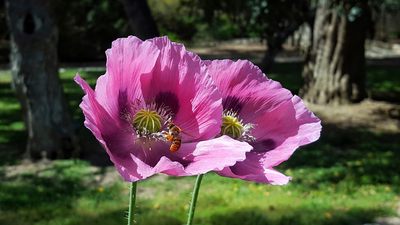 Una bellissima immagine della fioritura di Papaver somniferum L. negli spazi dell'Orto Botanico (immagine scattata e donata da Giacomo Fais)