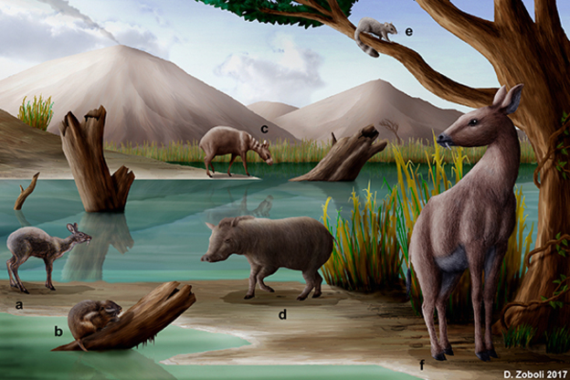 Ricostruzione paleoambientale di un'area lacustre del nord Sardegna durante il Miocene inferiore: a)Amphitragulus sp., b) Sardomys, c) Bachitherium, d) Hyotherium, e) Peridyromys, f) Sardomeryx.