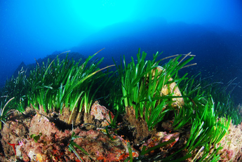 La Posidonia oceanica &egrave; una delle specie target del restauro