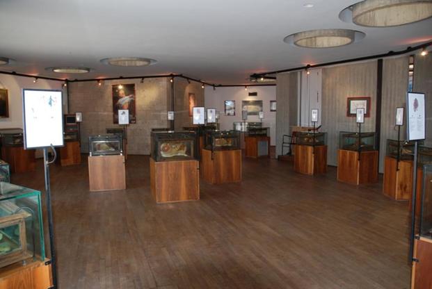 Un'immagine del Museo &ldquo;Raccolta delle Cere anatomiche di Clemente Susini&rdquo;