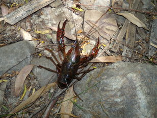 Il Procambarus clarkii minaccia la biodiversit&agrave; del Parco regionale