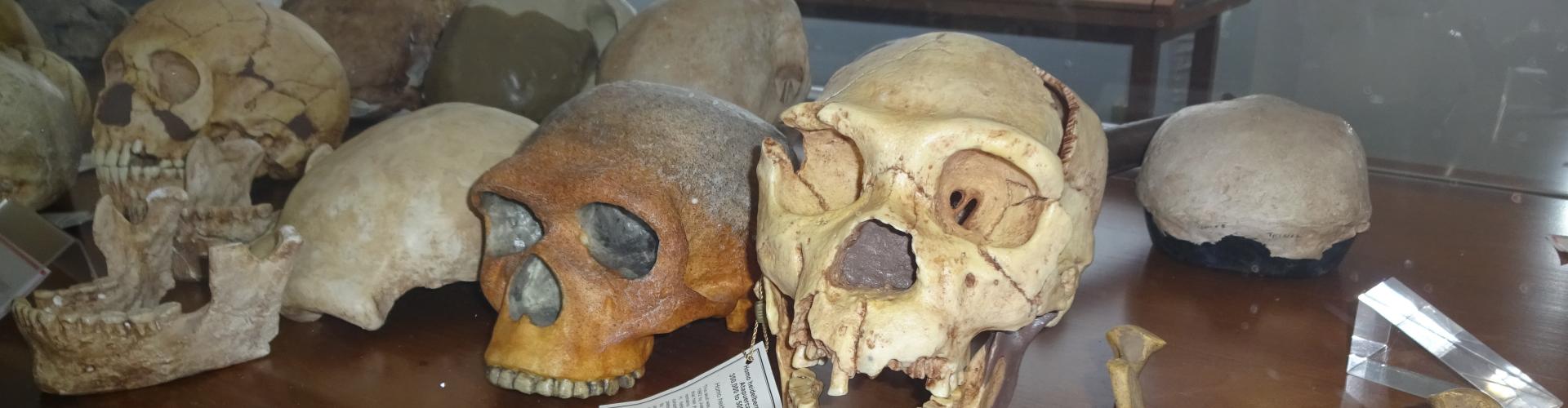 Museo Sardo di Antropologia ed Etnografia
