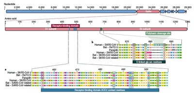 L'origine del virus Covid-19