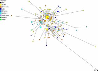 La rete filogenetica ricostruisce i percorsi evolutivi nell'uomo