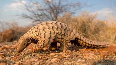 Il pangolino &egrave; l'animale pi&ugrave; trafficato illegalmente