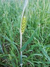 Un spiga di grano all'Orto Botanico