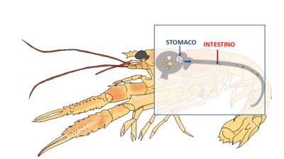 Schematizzazione del processo di triturazione delle microplastiche da parte degli scampi. L&rsquo;immagine &egrave; stata creata ex-novo da Claudia Dess&igrave;