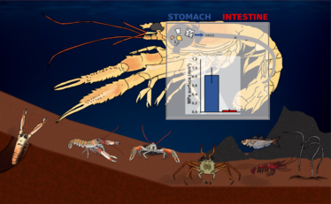 Un'altra immagine elaborata dallo staff del Disva inerente le funzioni di triturazione delle microplastiche primarie e secondarie