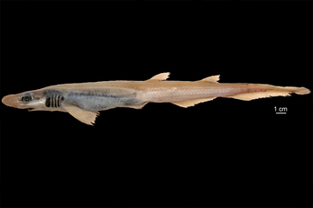 Un'immagine laterale del gattuccio pescato a Capo Carbonara
