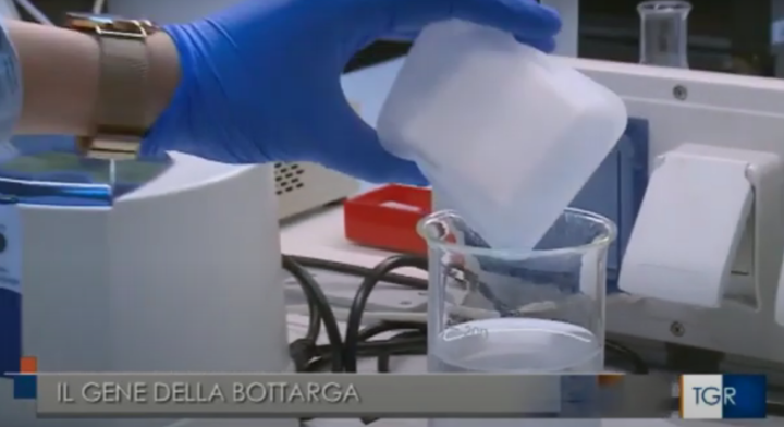 TGR RAI su GENE DELLA BOTTARGA - Unica