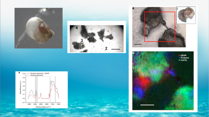 Alcune delle immagini pubblicate nella ricerca