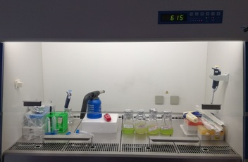 Una fase di studio e ricerca sui ceppi algali made in Sardinia