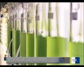Microalghe, dai laboratori al padiglione Italia dell'Exp&ograve;