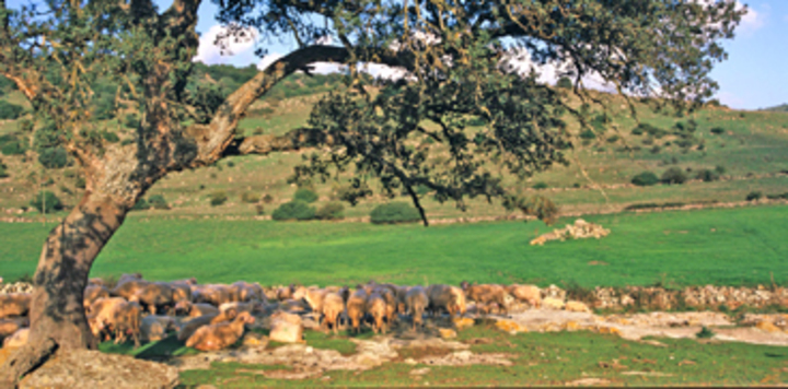 Terre civiche in Sardegna (foto Sardegna Cultura - RAS)