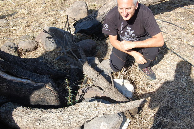 Il prof. Bacchetta indica i polloni dell'oleastro millenario