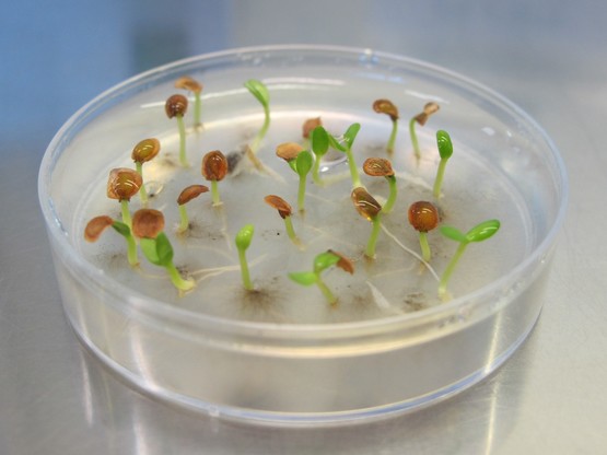 Semi germinati della Gentiana lutea: una delle specie conservate da BG-SAR