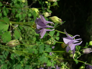 Un esemplare di Aquilegia barbaricina