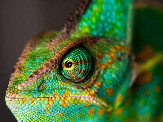 La natura e le relazioni con le specie animali alla Notte