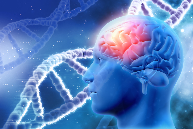 human-brain.jpg