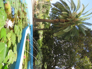 La vasca delle Ninfee dell'Orto botanico (Foto: G. Iiriti)