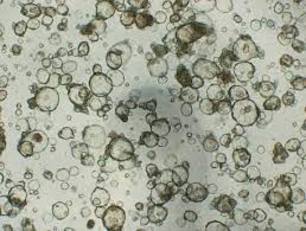 Dalla genetica alle bioscienze, laboratori e centri di ricerca in pista