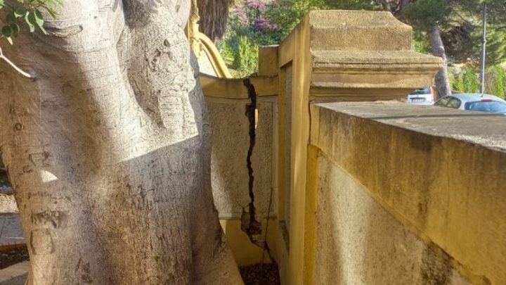 Cagliari. L'albero che ha lesionato il muro di confine tra dipartimento di Sanit&agrave; pubblica  e  Scienze biomediche e la via Porcell