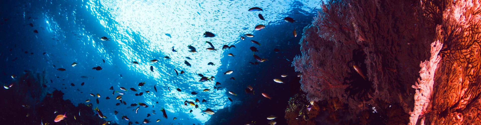 Corso di Laurea Magistrale in Bio-Ecologia Marina