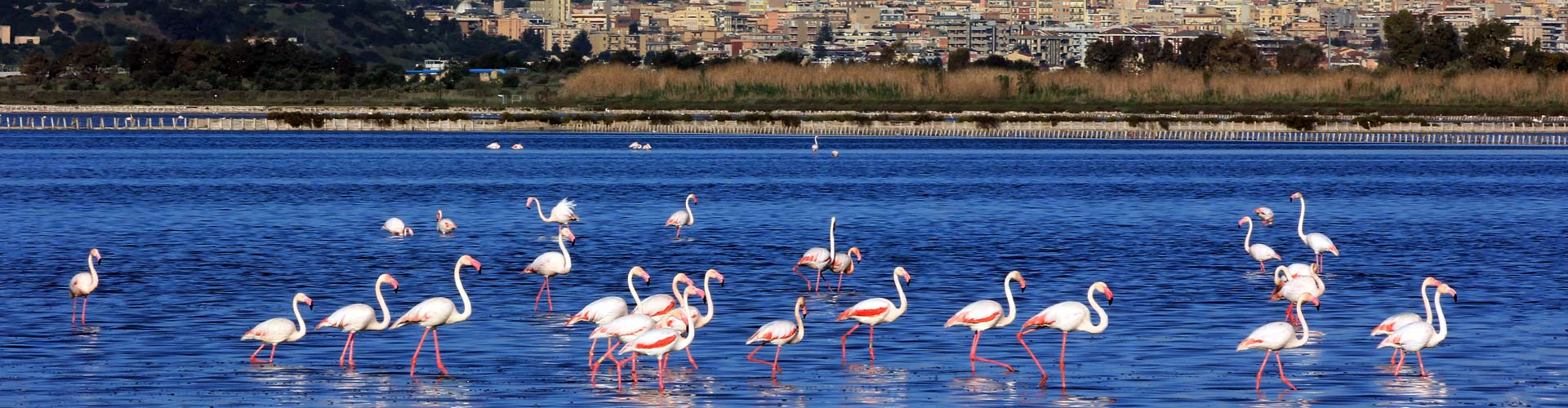 Corso di Laurea Magistrale in Conservazione e Gestione della Natura e dell&rsquo;Ambiente