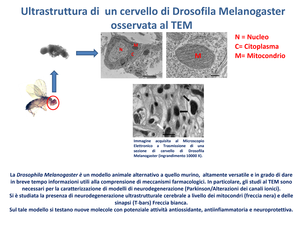 Figura 1