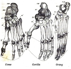 Ossa del piede umano, di gorilla e orango