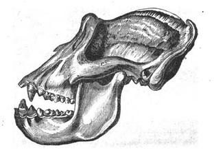 Cranio di orango