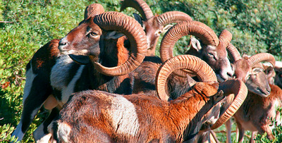 L&rsquo;Arbatax Park Resort, rinnovato ed arricchito di nuovi servizi, &egrave; un villaggio con un moderno concetto di benessere globale che al suo interno ha anche un grande parco naturalistico con piante e animali tipici della flora e della fauna sarda.