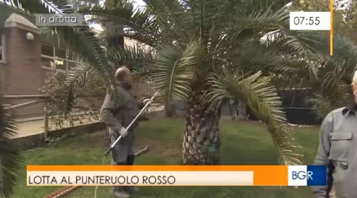 Roberto Malfatti, giardiniere dell'Orto Botanico dell'Universit&agrave; di Cagliari, al lavoro su una palma