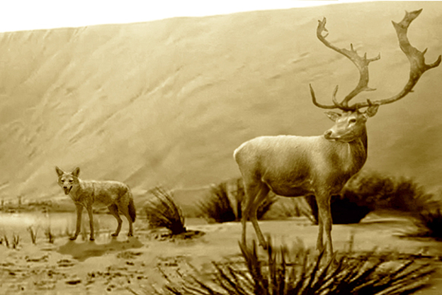 Riproduzione del cervide sardo Praemegaceros, insieme al canide Cynotherium, entrambi generi endemici della Sardegna pleistocenica (immagine National Geographic)
